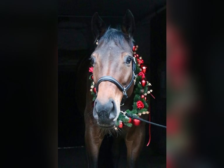 Cheval de sport allemand Hongre 10 Ans 178 cm Bai brun in Hösbach