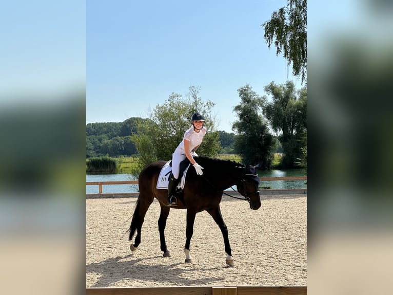 Cheval de sport allemand Hongre 10 Ans 178 cm Bai brun foncé in Schweitenkirchen