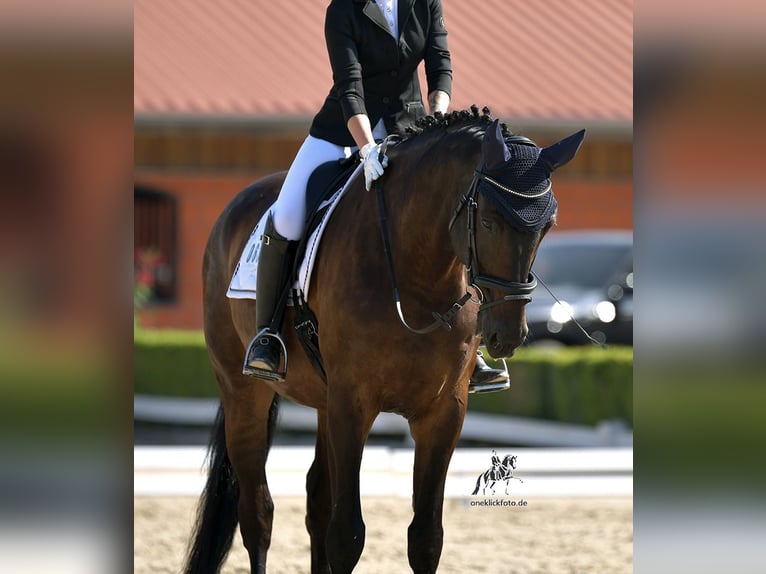 Cheval de sport allemand Hongre 10 Ans 178 cm Bai brun foncé in Schweitenkirchen