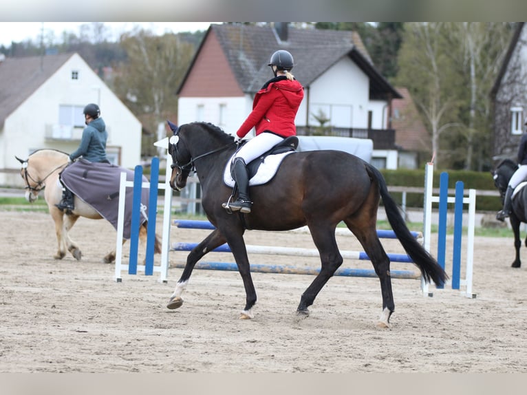 Cheval de sport allemand Hongre 10 Ans 178 cm Bai brun foncé in Schweitenkirchen