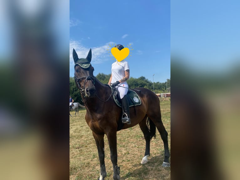 Cheval de sport allemand Hongre 10 Ans 178 cm Bai brun foncé in Schweitenkirchen