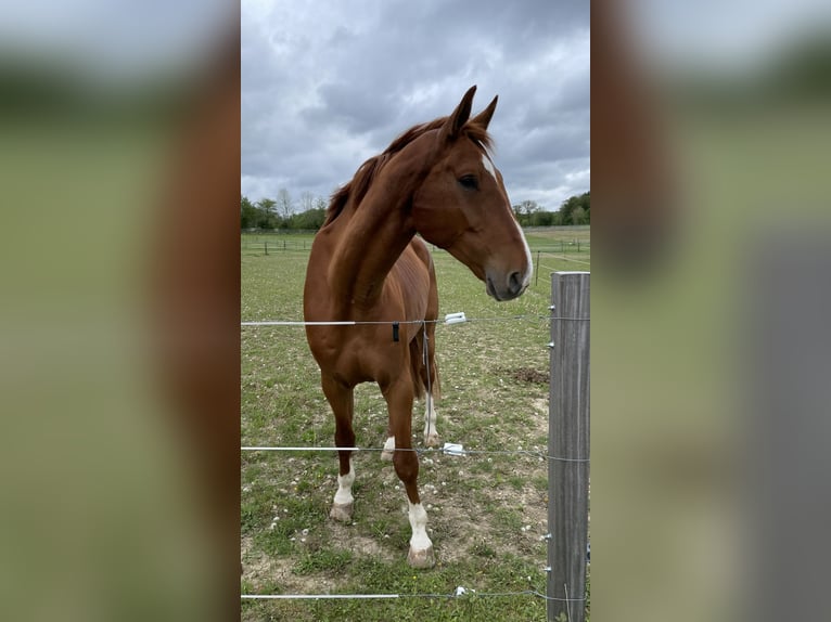 Cheval de sport allemand Hongre 10 Ans 180 cm Alezan in Starnberg