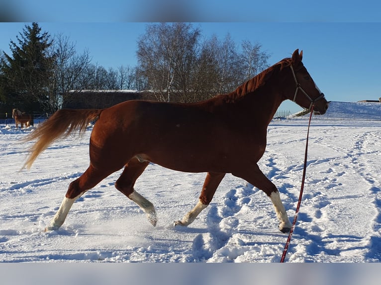 Cheval de sport allemand Hongre 10 Ans 180 cm Alezan in Fluorn-Winzeln