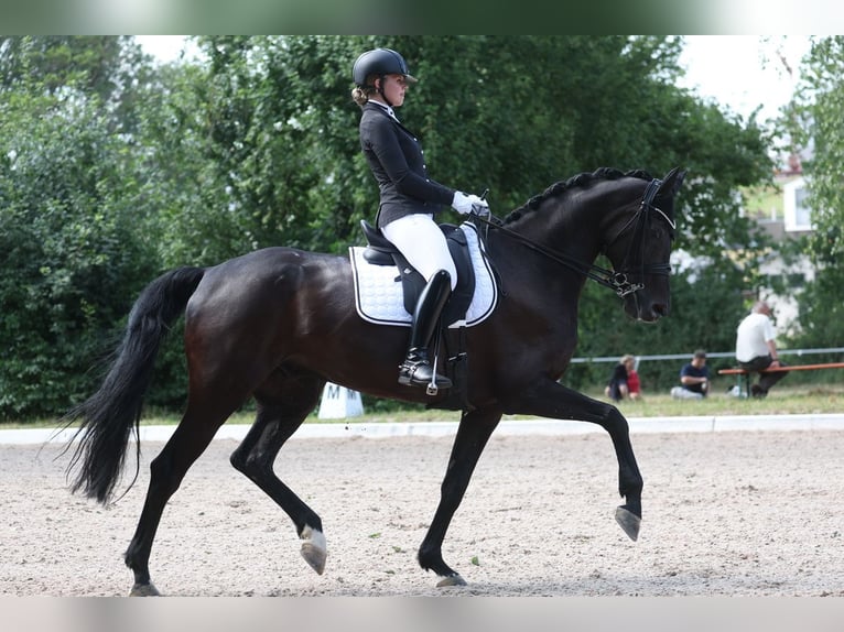 Cheval de sport allemand Hongre 10 Ans 180 cm Bai brun foncé in Zaisenhausen