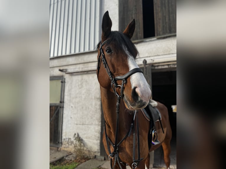 Cheval de sport allemand Hongre 10 Ans 180 cm Bai in Wangenheim