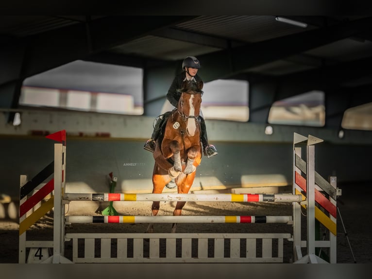 Cheval de sport allemand Hongre 10 Ans 180 cm Bai in Wangenheim