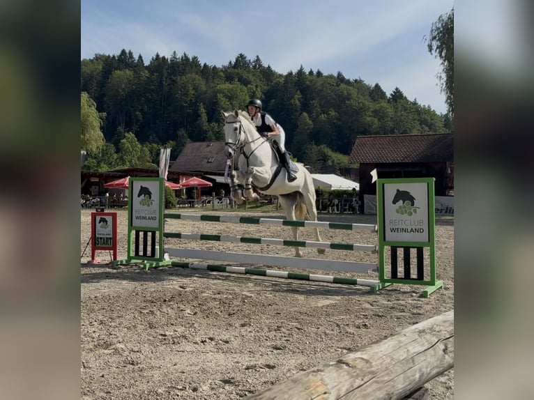 Cheval de sport allemand Hongre 10 Ans 180 cm Gris in Nestelbach