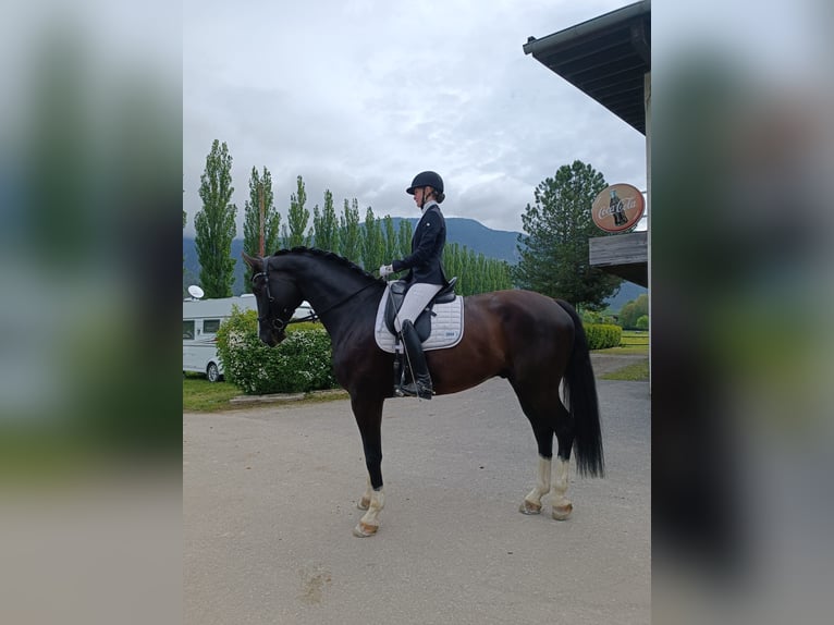 Cheval de sport allemand Hongre 10 Ans 180 cm Noir in Telfs