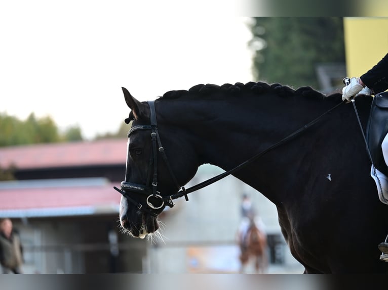 Cheval de sport allemand Hongre 10 Ans 180 cm Noir in Pfeffenhausen