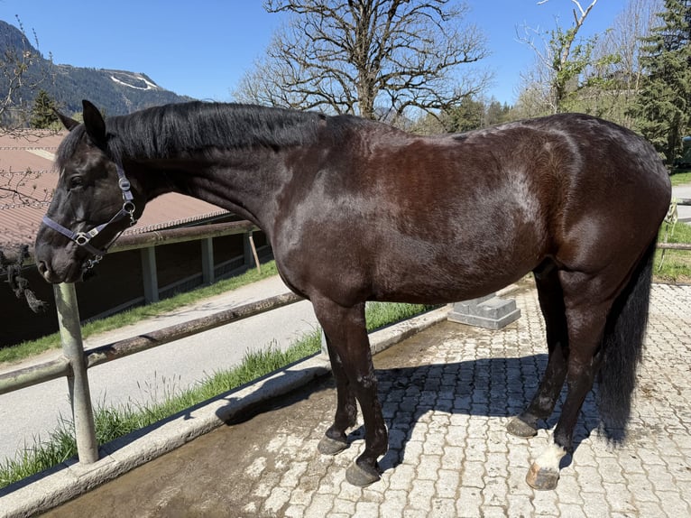 Cheval de sport allemand Hongre 10 Ans 180 cm Noir in Kitzbühel