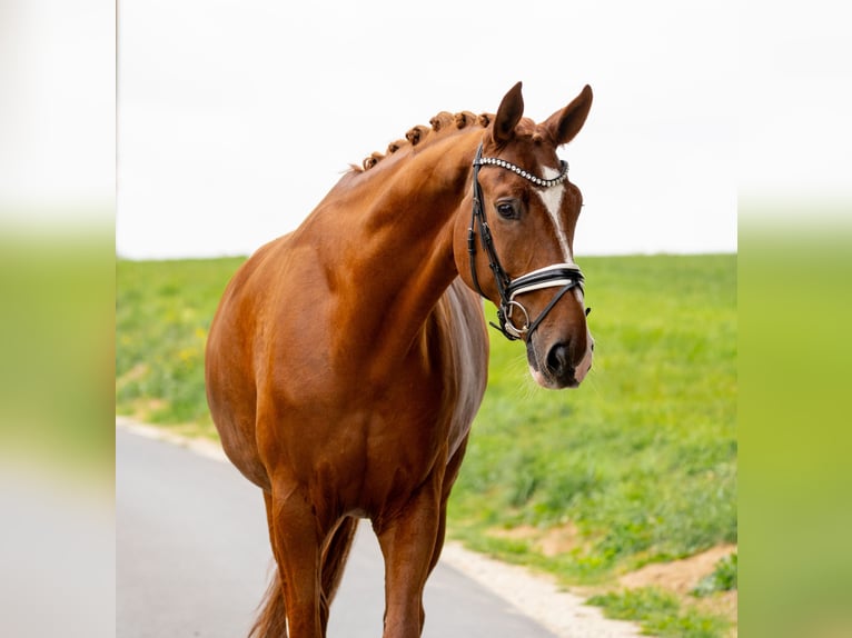 Cheval de sport allemand Hongre 10 Ans 182 cm Alezan in Gleichen