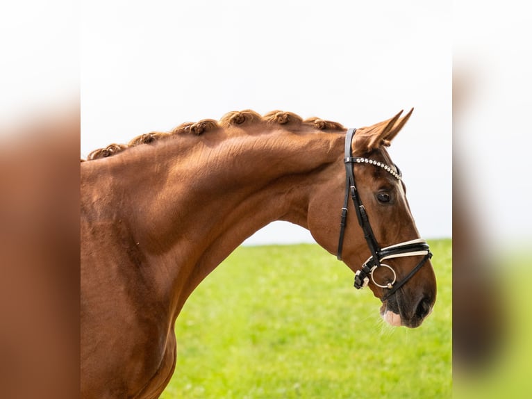 Cheval de sport allemand Hongre 10 Ans 182 cm Alezan in Gleichen
