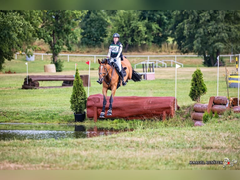 Cheval de sport allemand Hongre 10 Ans Bai cerise in Bohuňovice