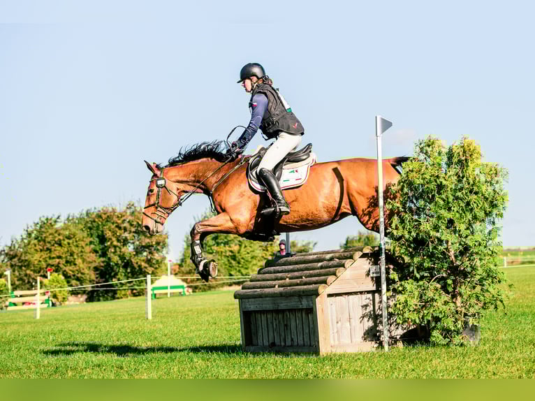 Cheval de sport allemand Hongre 10 Ans Bai cerise in Bohuňovice