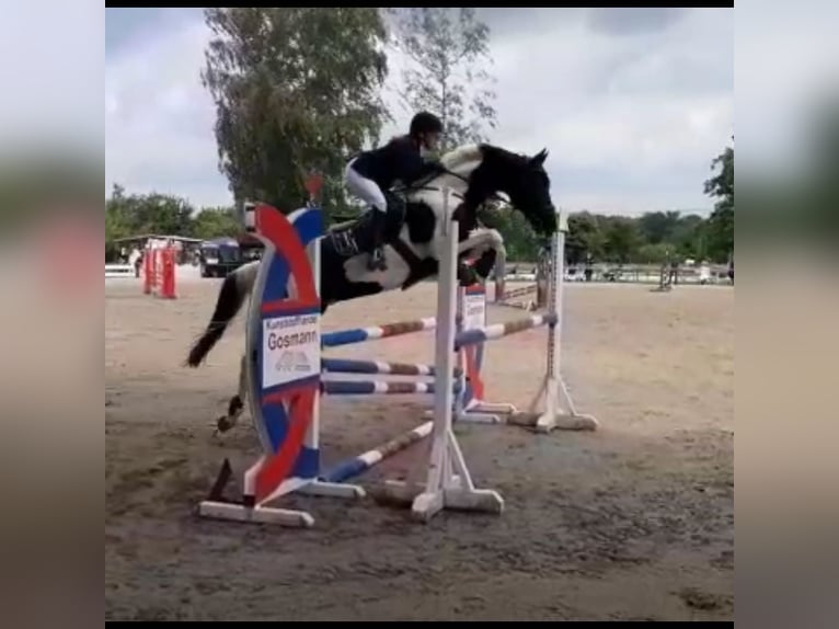 Cheval de sport allemand Hongre 11 Ans 160 cm Pinto in Doenrade