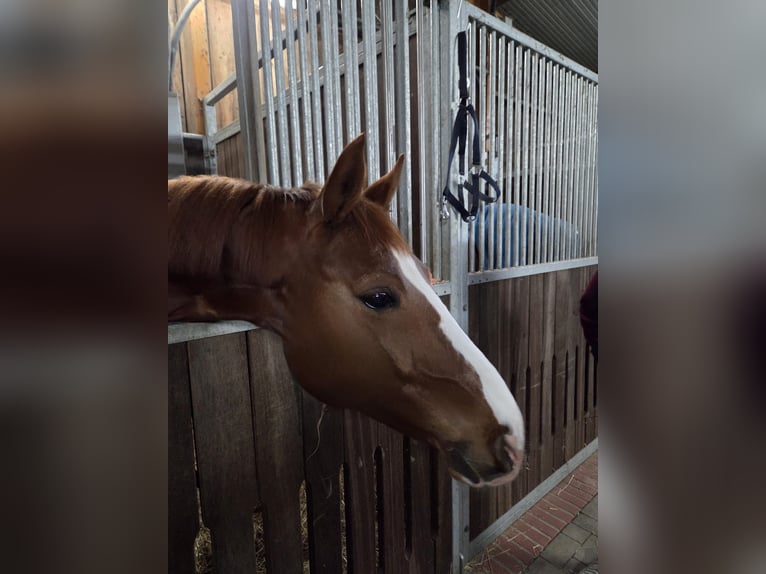 Cheval de sport allemand Hongre 11 Ans 161 cm Alezan in Rheine