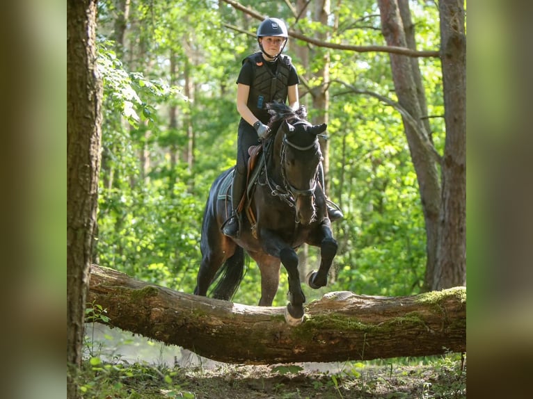 Cheval de sport allemand Hongre 11 Ans 162 cm Bai brun foncé in Buchen (Odenwald)