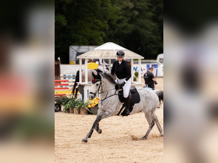 Cheval de sport allemand Hongre 11 Ans 164 cm Gris in schladming