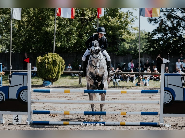 Cheval de sport allemand Hongre 11 Ans 164 cm Gris in schladming