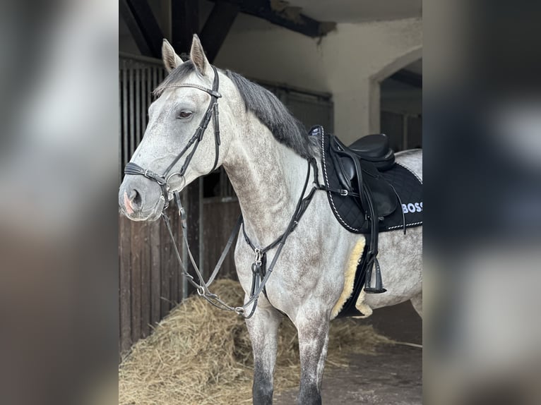 Cheval de sport allemand Hongre 11 Ans 164 cm Gris in schladming