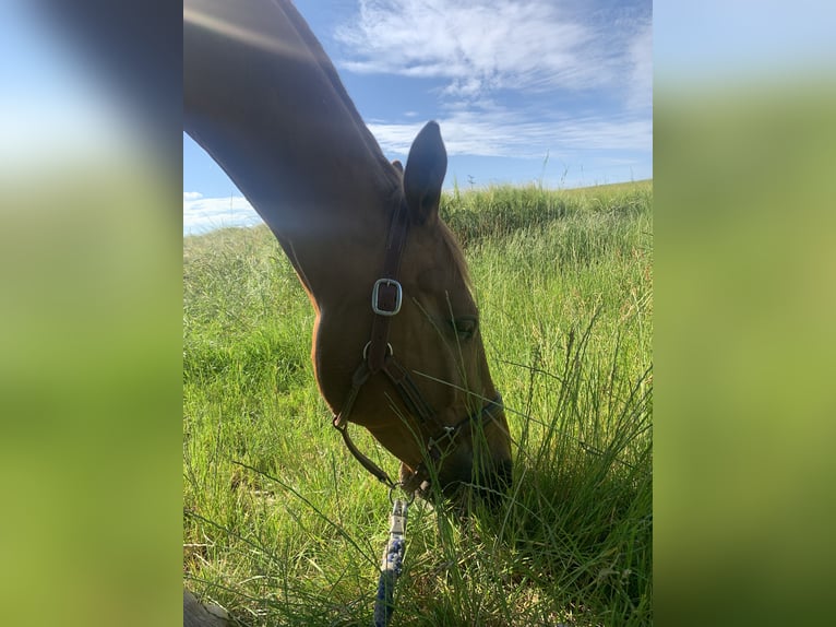 Cheval de sport allemand Hongre 11 Ans 165 cm Alezan in Willanzheim