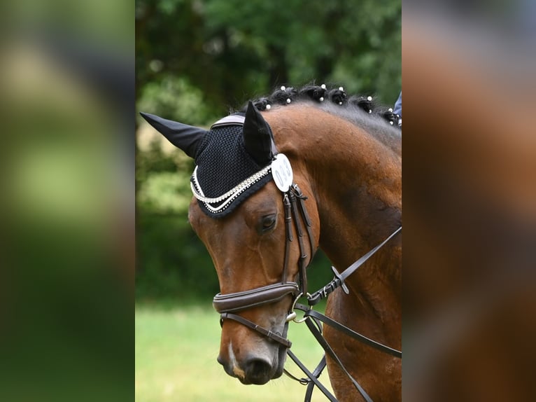 Cheval de sport allemand Hongre 11 Ans 165 cm Bai brun in Buttstädt