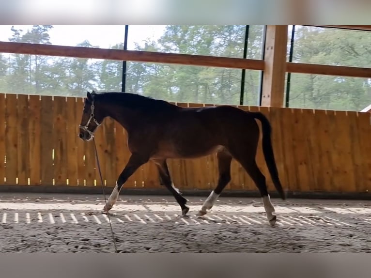 Cheval de sport allemand Hongre 11 Ans 165 cm Bai in Nennhausen