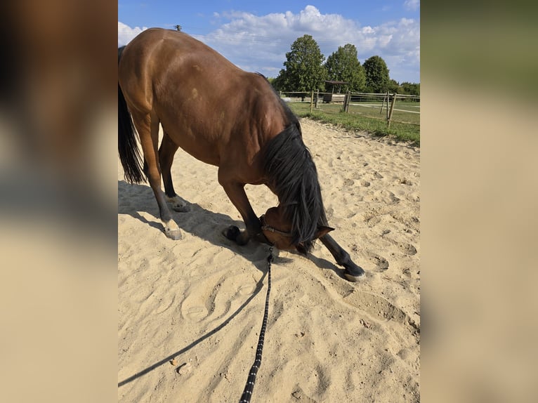 Cheval de sport allemand Hongre 11 Ans 165 cm Bai in Bettendorf