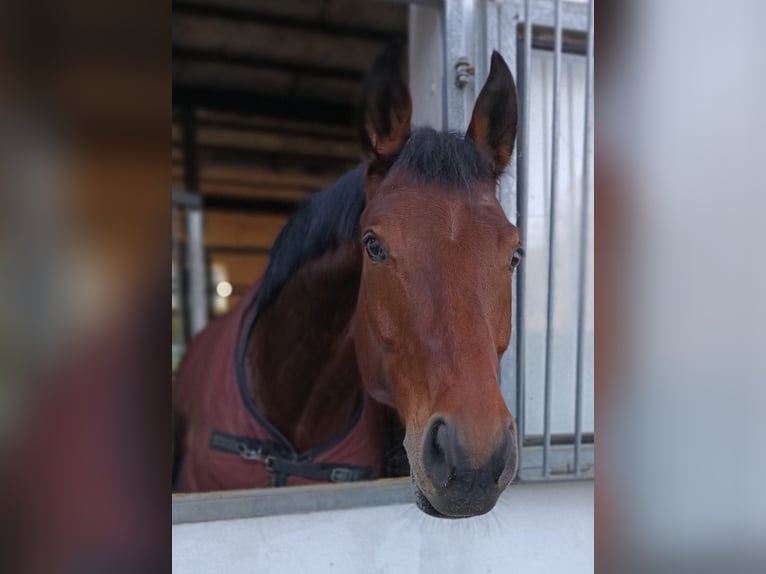 Cheval de sport allemand Hongre 11 Ans 165 cm Bai in Bettendorf