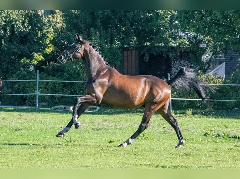 Cheval de sport allemand Hongre 11 Ans 166 cm Bai in Altenberge