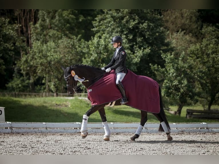 Cheval de sport allemand Hongre 11 Ans 167 cm Noir in Würzburg