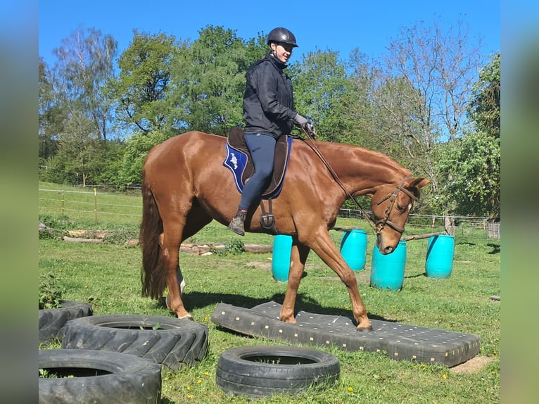 Cheval de sport allemand Hongre 11 Ans 168 cm Alezan in Bayerbach