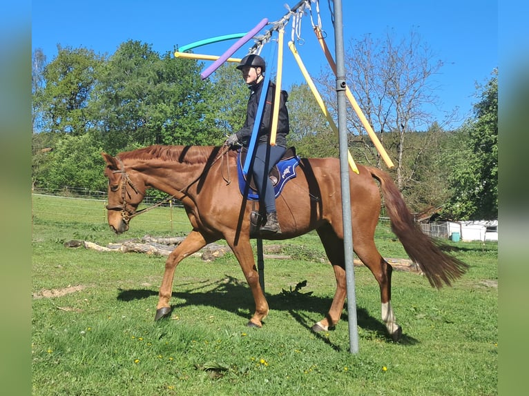 Cheval de sport allemand Hongre 11 Ans 168 cm Alezan in Bayerbach