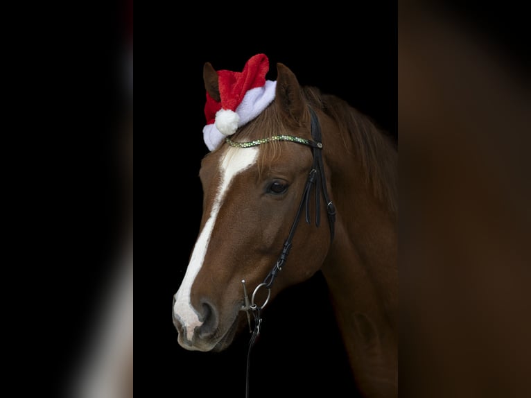 Cheval de sport allemand Hongre 11 Ans 168 cm Alezan in Ungenach
