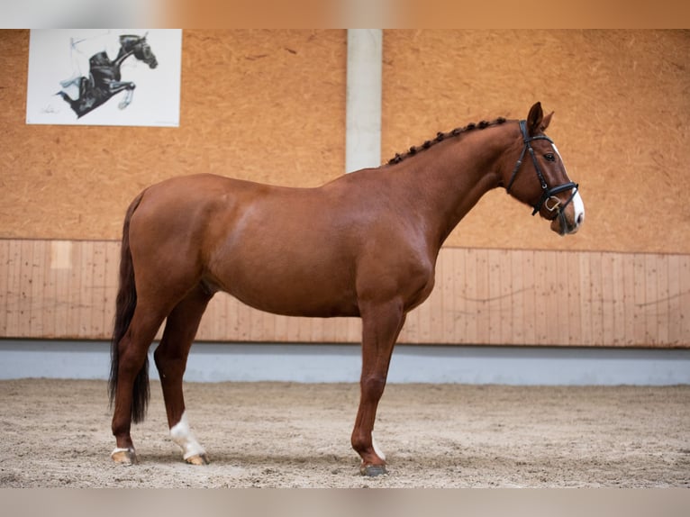 Cheval de sport allemand Hongre 11 Ans 168 cm Alezan in Illertissen