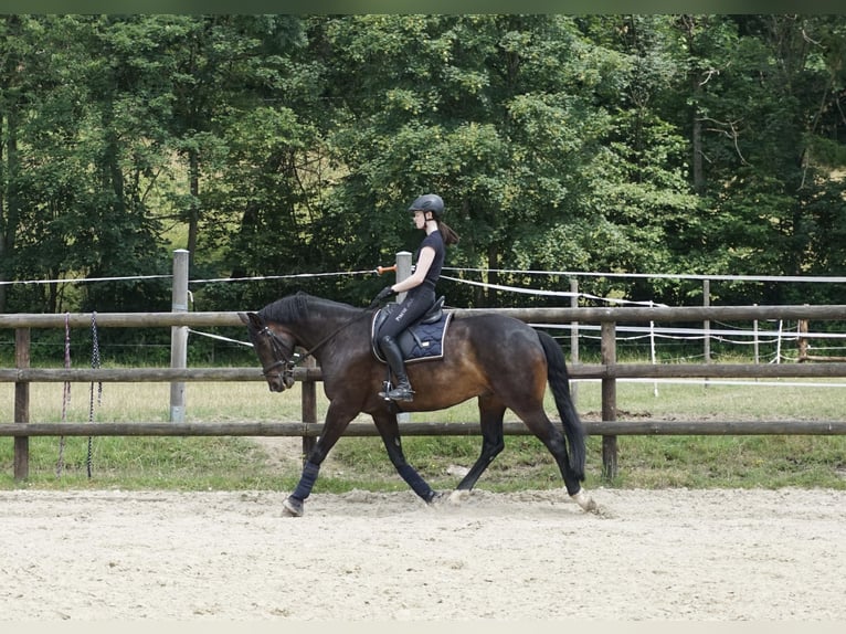 Cheval de sport allemand Hongre 11 Ans 168 cm Bai brun in Wuppertal