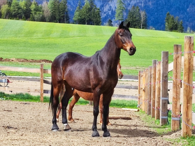 Cheval de sport allemand Hongre 11 Ans 170 cm Bai brun in Götzens