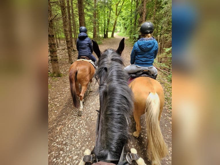Cheval de sport allemand Hongre 11 Ans 170 cm Bai brun foncé in Gräfelfing
