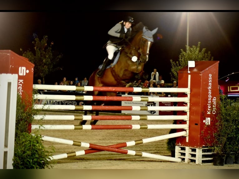 Cheval de sport allemand Hongre 11 Ans 170 cm Bai in Dinkelsb&#xFC;hl
