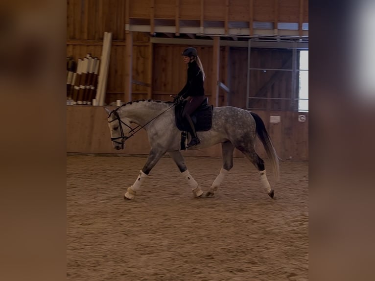 Cheval de sport allemand Hongre 11 Ans 170 cm Gris in Schönthal