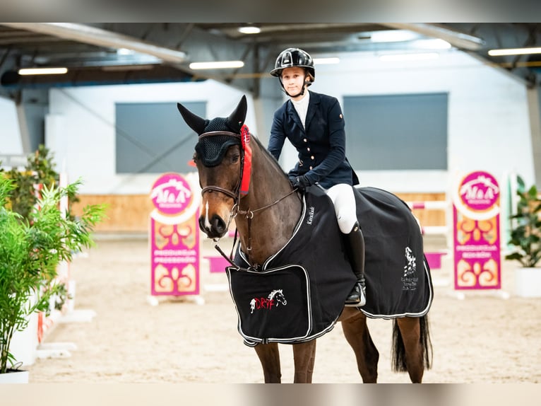 Cheval de sport allemand Hongre 11 Ans 171 cm Bai brun in Bielawa