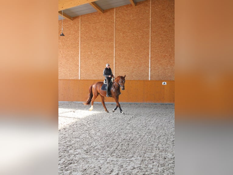 Cheval de sport allemand Hongre 11 Ans 172 cm Alezan in Kupferzell