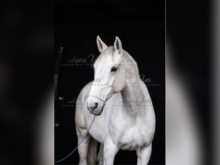 Cheval de sport allemand Hongre 11 Ans 172 cm in Süderlügum