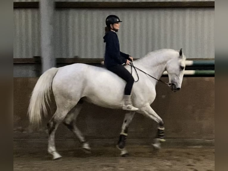 Cheval de sport allemand Hongre 11 Ans 172 cm Gris in Süderlügum