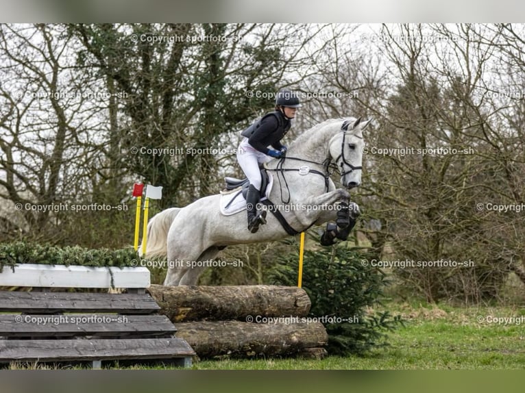 Cheval de sport allemand Hongre 11 Ans 172 cm Gris in Süderlügum