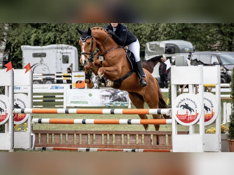 Cheval de sport allemand Hongre 11 Ans 173 cm Alezan in Kirchroth