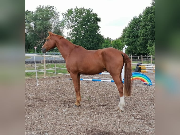 Cheval de sport allemand Hongre 11 Ans 173 cm Alezan in Wollbach