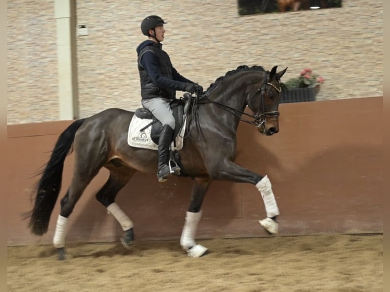 Cheval de sport allemand Hongre 11 Ans 173 cm Bai brun in Wehringen