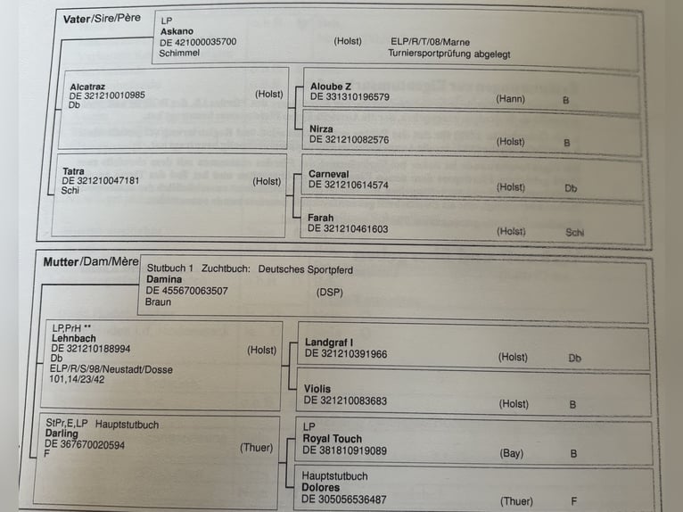 Cheval de sport allemand Hongre 11 Ans 173 cm Bai in Sulzfeld