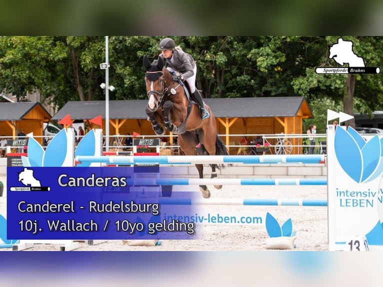 Cheval de sport allemand Hongre 11 Ans 174 cm Bai brun in Gadow